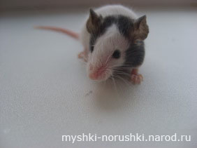 здоровая японская мышка