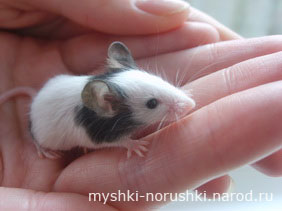 Японская мышь